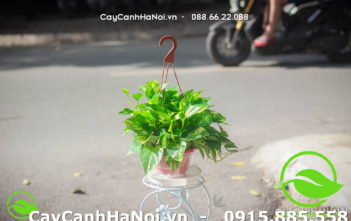 cây giỏ treo