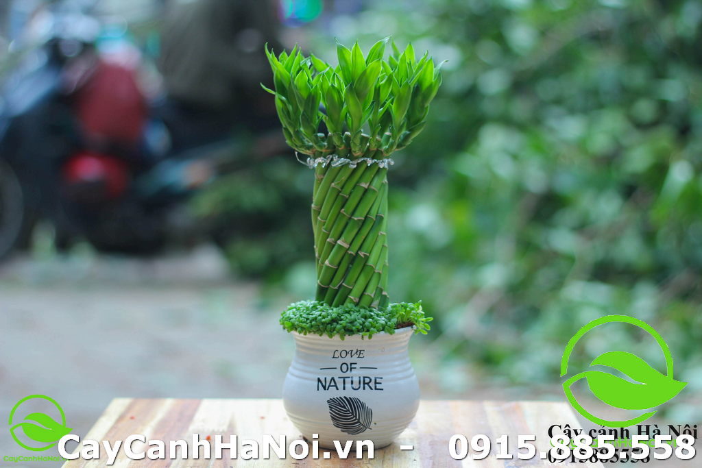 cây hợp tuổi