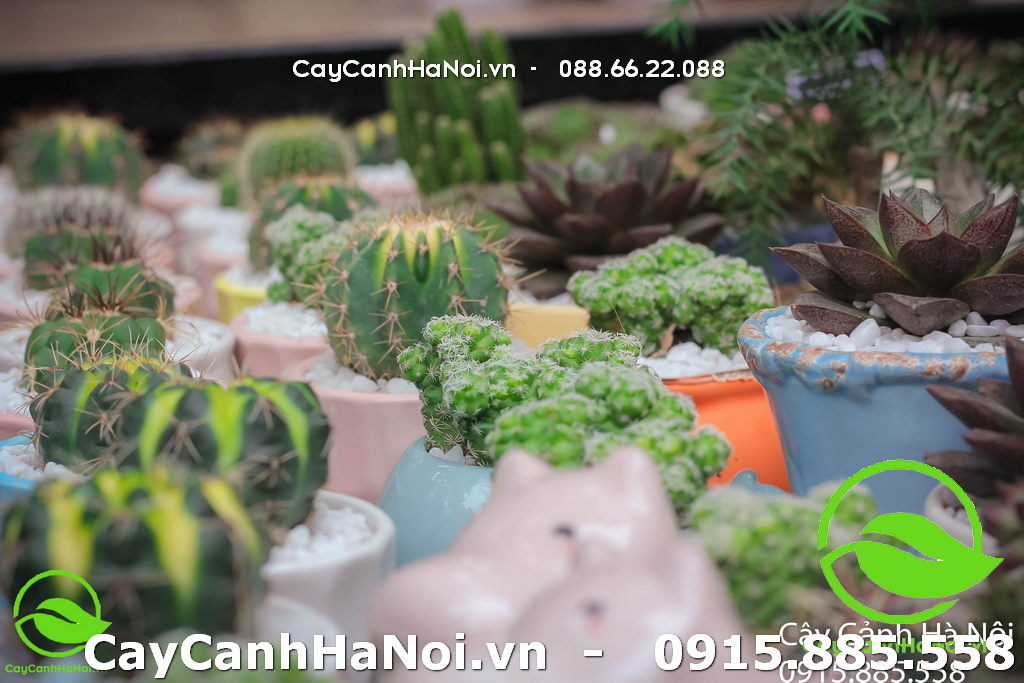 tác dụng cây cảnh