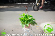 tác dụng cây cảnh